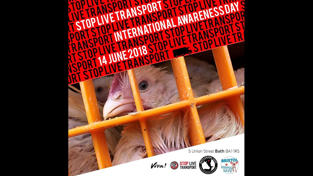 Live animals transport