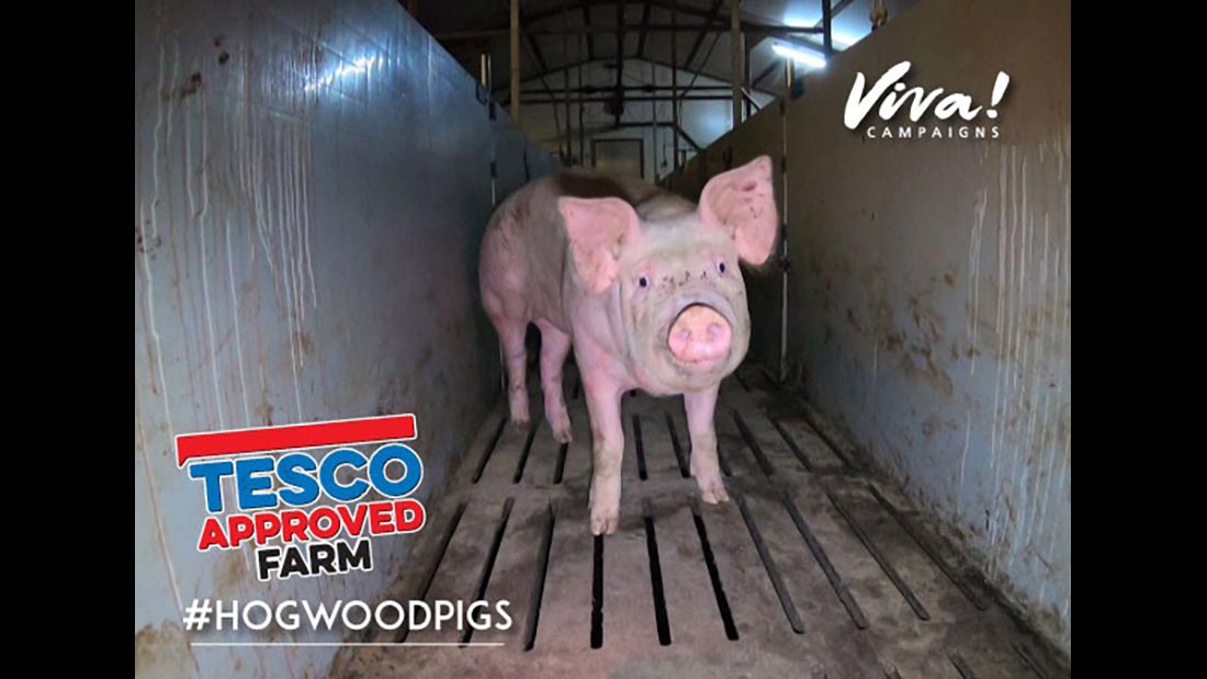 Hogwood Tesco Approves Farm