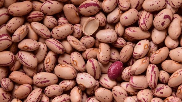 Protein