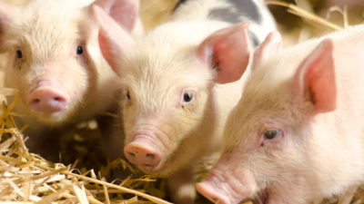 5 Things You Probably Didn't Know About Pigs