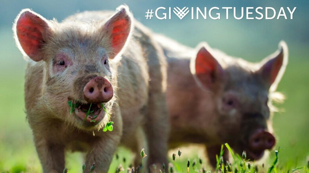 Help Us Fundraise For Animals This #GivingTuesday