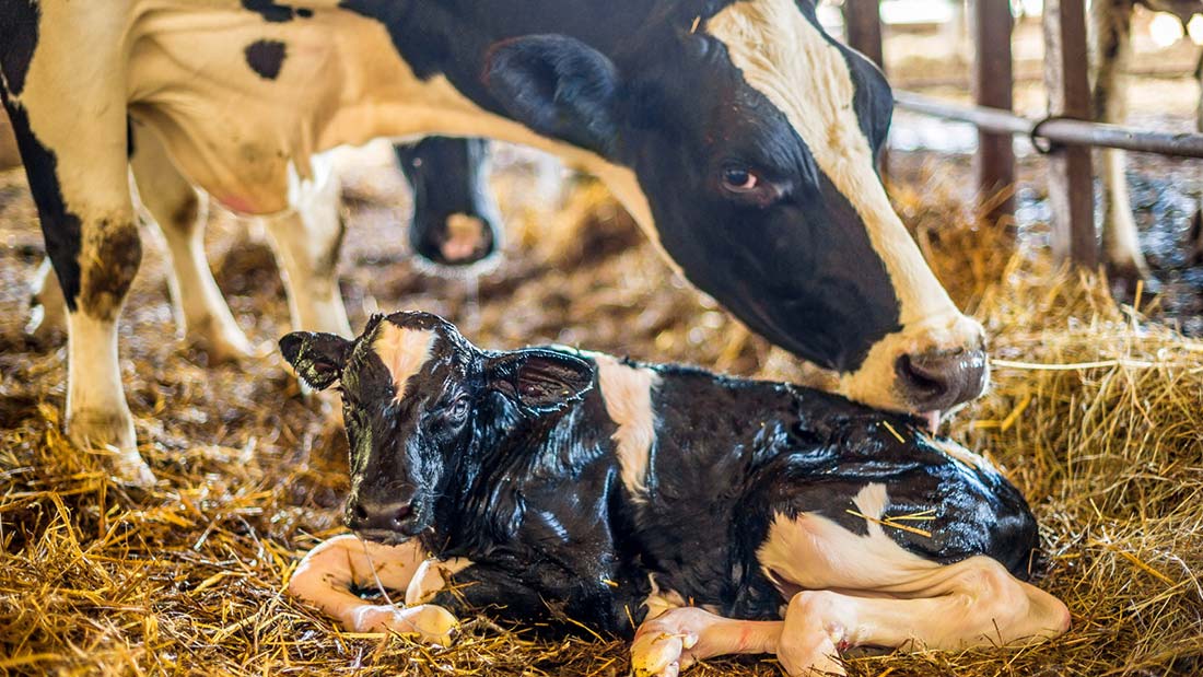 cows giving milk