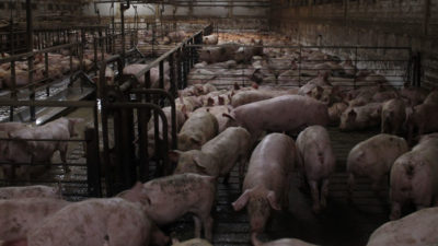 Swine Fever – should we be worried?