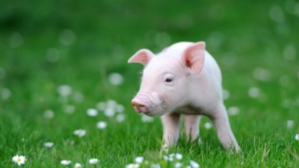 The Five Best Reasons to take on Meat-Free Week