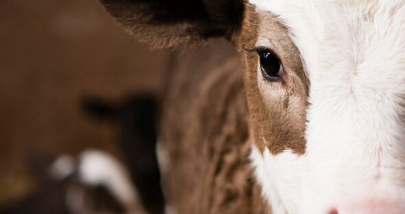 What Does Morrison's Latest PR Stunt Really Mean For Cows?