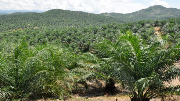 Palm oil – What You Need to Know