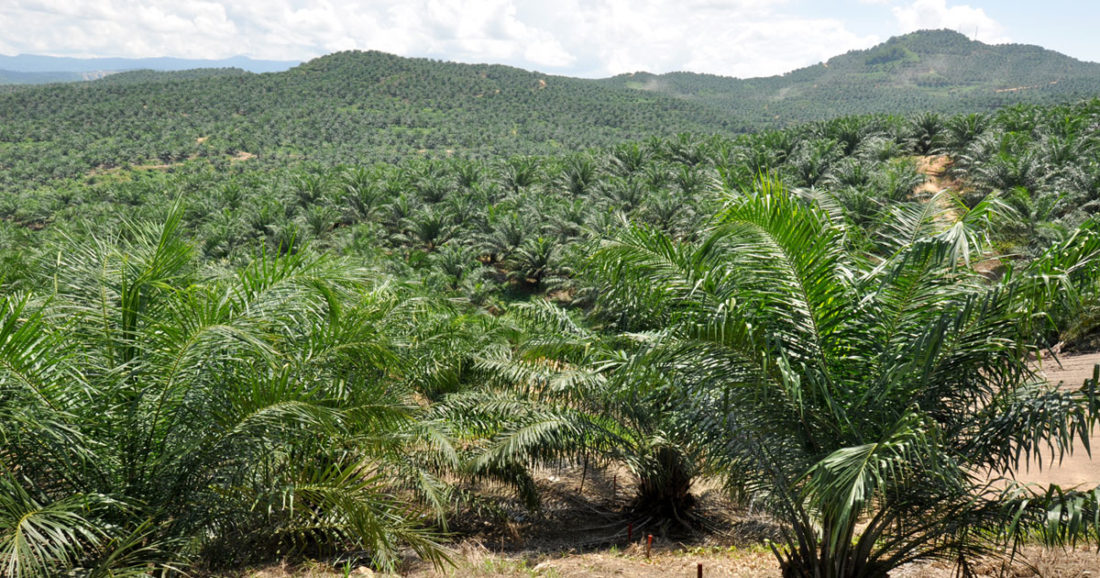 Palm oil – What You Need to Know