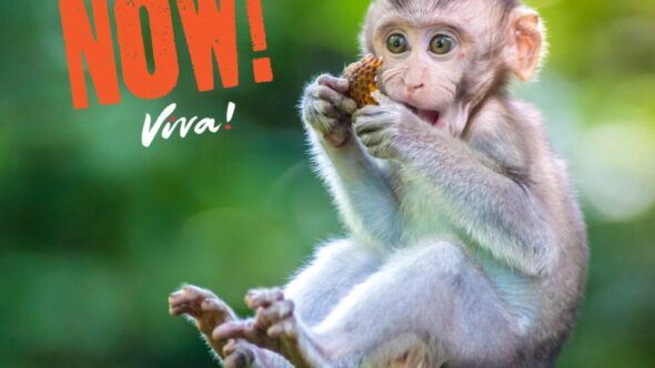 Vegan Now: Time is Running Out