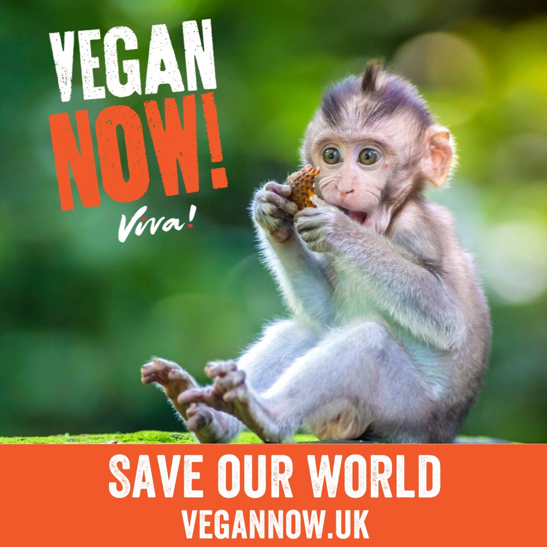 Vegan Now: Time is Running Out