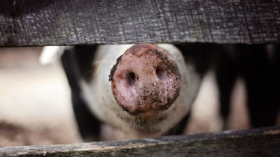 Farmed Animal Abuse Could See 5 Year Prison Sentence Under New UK Bill