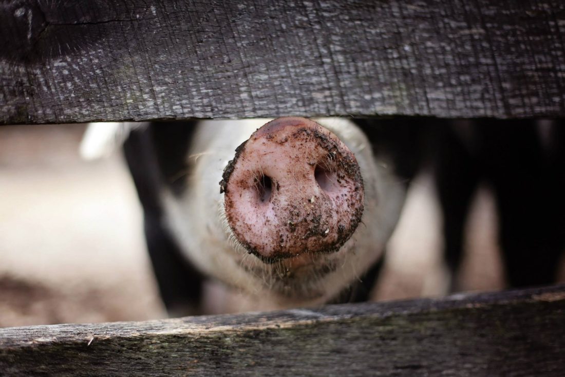 Farmed Animal Abuse Could See 5 Year Prison Sentence Under New UK Bill