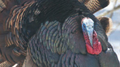 Everything You Need To Know About Turkeys This Xmas