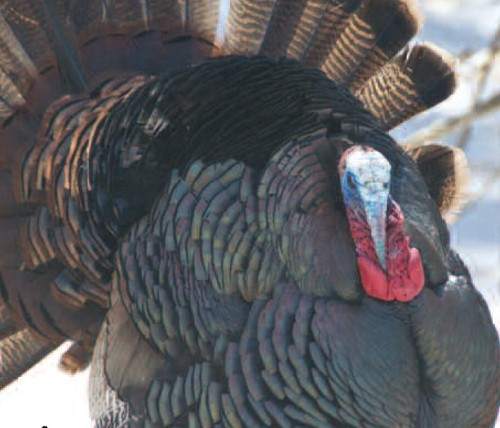 Everything You Need To Know About Turkeys This Xmas