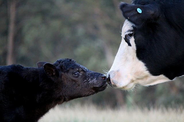 MooFree May: 5 Things You Didn’t Know About Cows