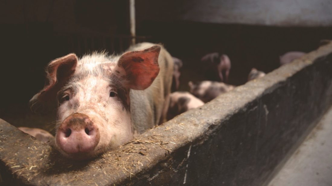 Viva! Victory: Doncaster Pig Farm Plans Rejected