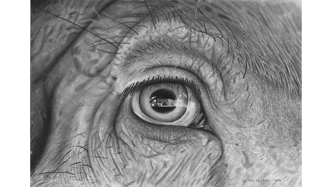 David Brown pig eye
