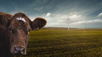 Meat and Dairy Is Driving Climate Change, Say UN Experts