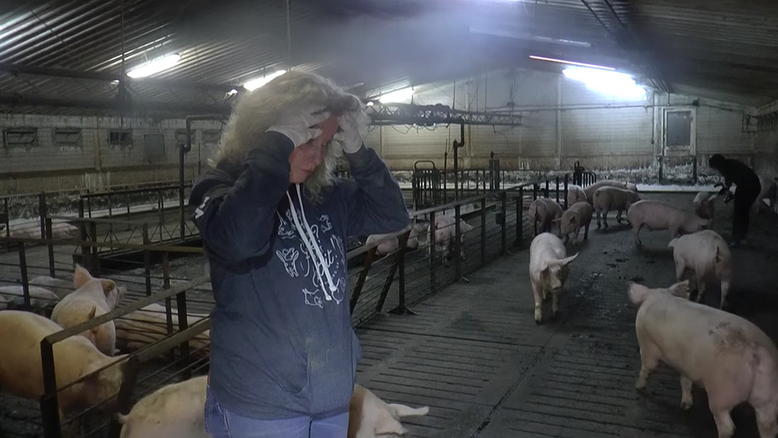 Juliet Gellatley investigates Hogwood Pig Farm