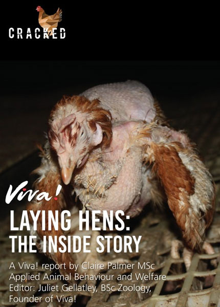 Laying Hens: The Inside Story