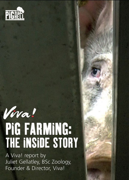 Pig farming: The inside story