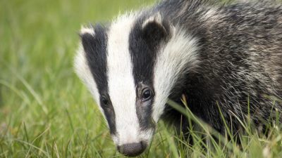 Badger on grass