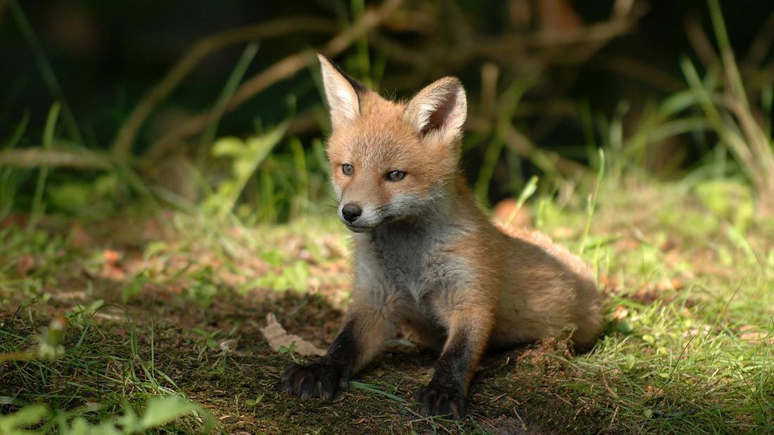 Fox in a Meadow