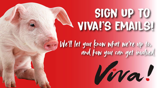 Viva! signup banner