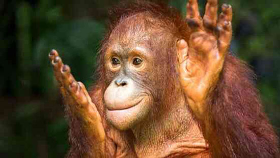 Orangutan in a rain forest