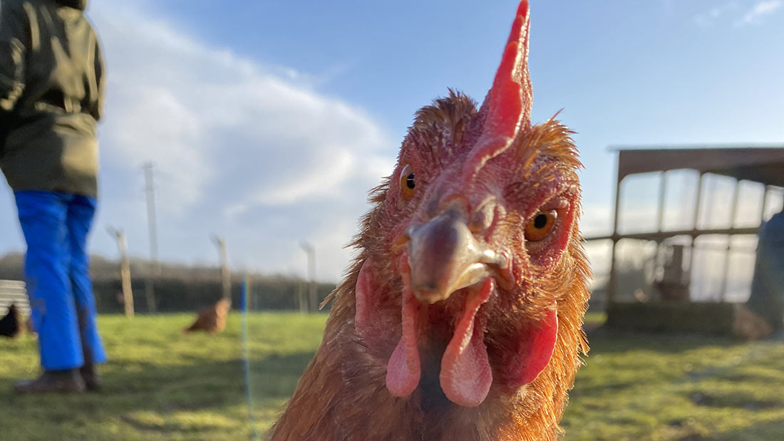 Dean Farm Trust hen