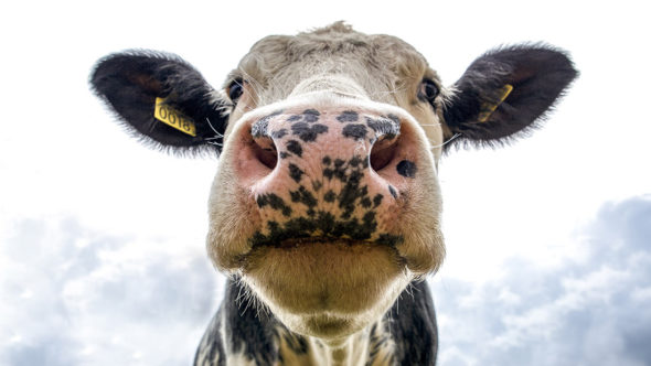 Dairy cow picture