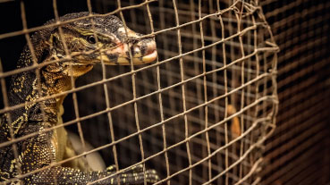 Has the wild animal trade be banned?