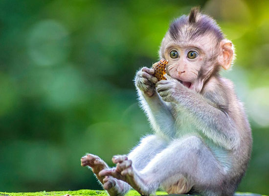 Monkey picture - Vegan now
