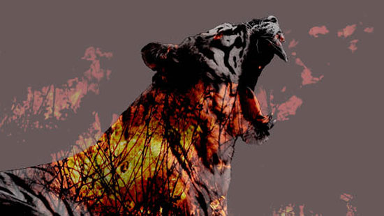 Tiger burning image