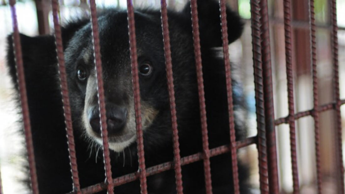China promotes bear bile as a treatment for COVID-19