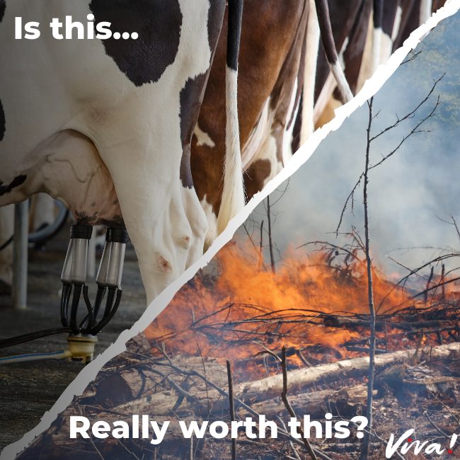 Is dairy really worth deforestation?
