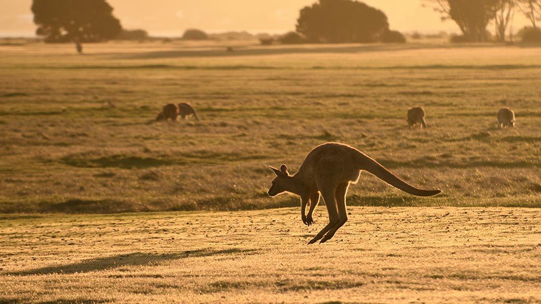 Kangaroos