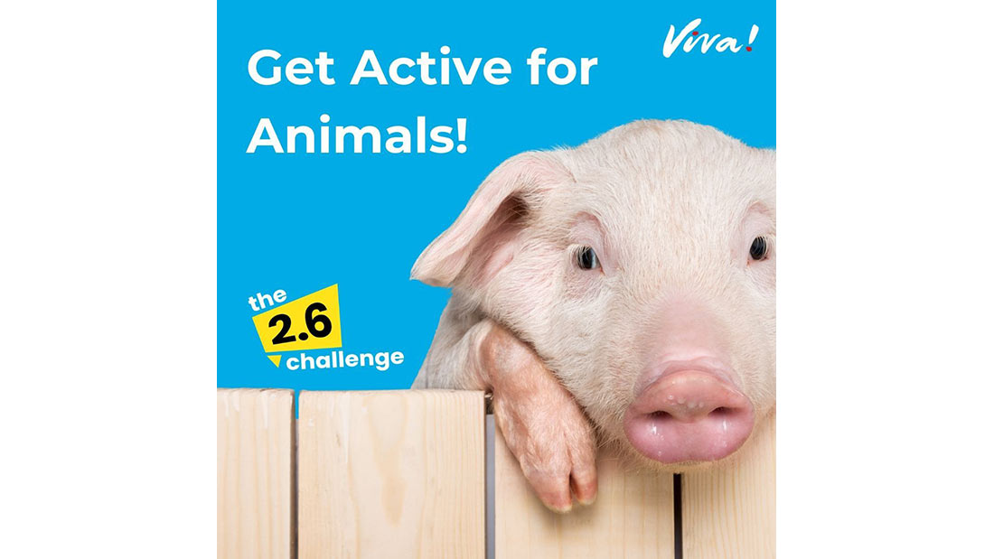 Get active for animals