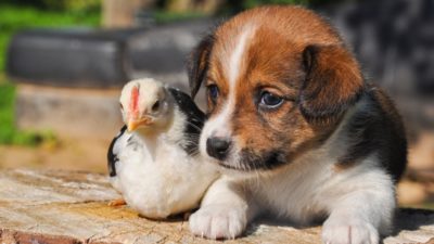 Chicken and puppy sitting next to each other