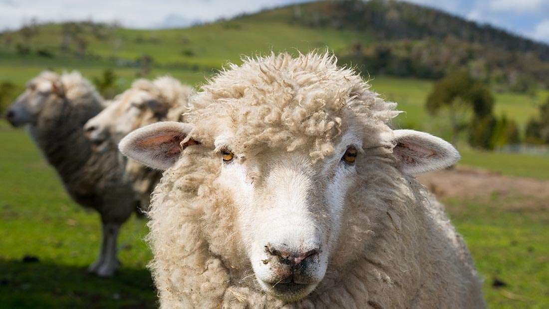 do sheep get along with dogs