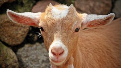 Goats | Viva! The Vegan Charity