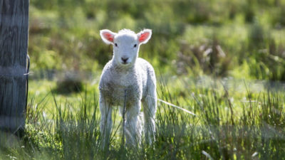 lamb in a field