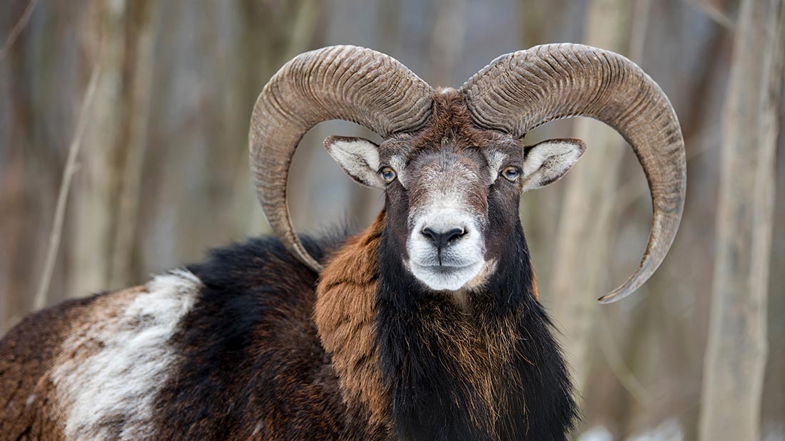 wild sheep