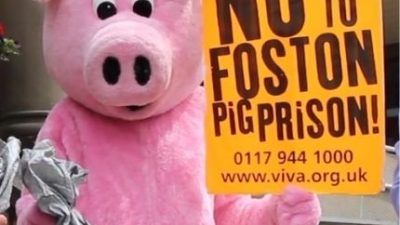 person in pig outfit holding a placard