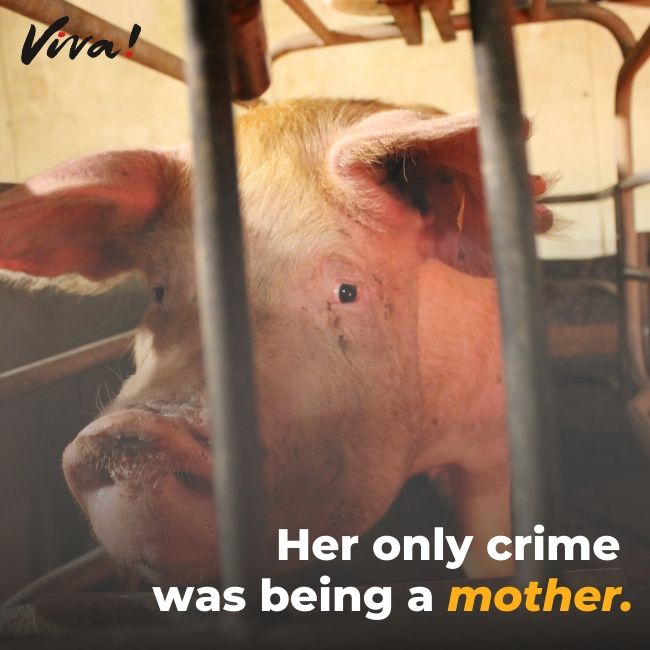 Her only crime was being a mother.