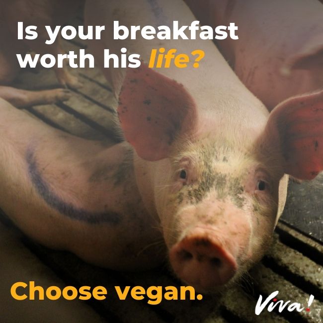 Is your breakfast worth his life?