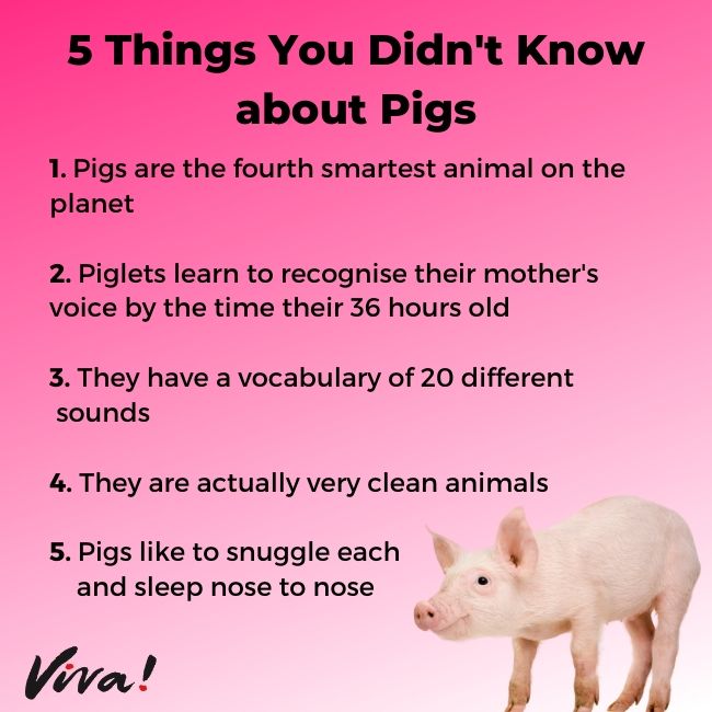 5 things you didn't know about pigs