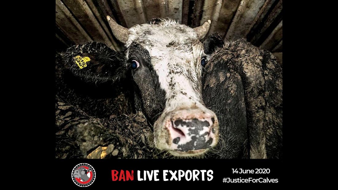 Ban Live Exports: International Awareness Day - Animals | Viva! The Vegan  Charity