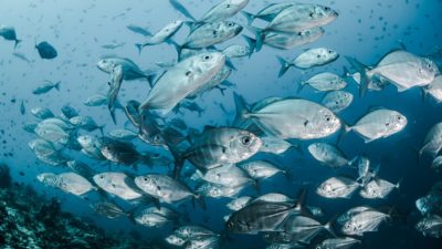 Deforestation in the  is Devastating Fish Stocks – National  Geographic Education Blog