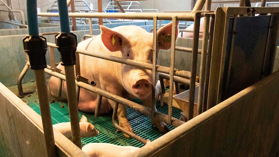 Calvesley farm pigs