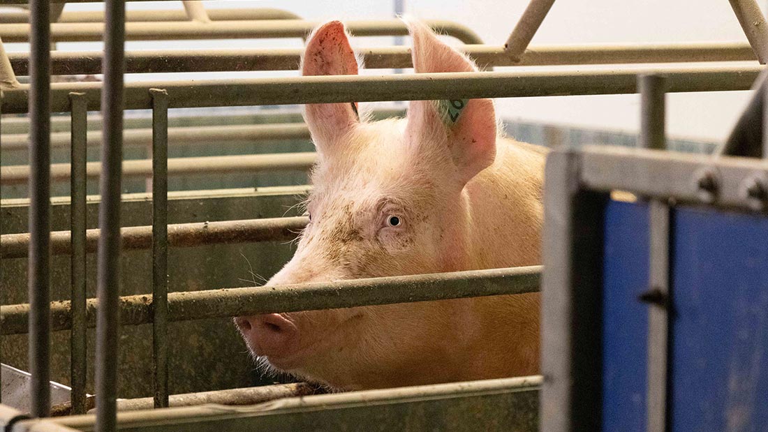 Calvesley farm pigs